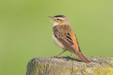 Reed Warbler (Acrocephalus schoenobaenus) sitting on a pasture fence, wildlife, migratory bird,