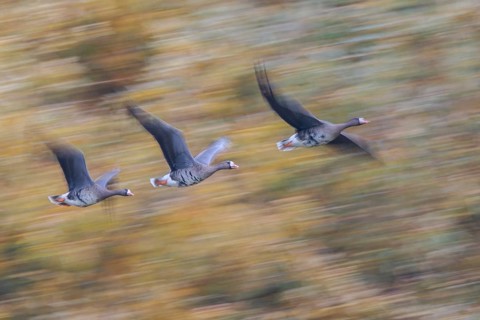 Greater White-fronted Goose (Anser albifrons) group flying, North Rhine-Westphalia, Germany