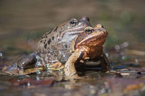 Grasfroesche bei der Paarung im Laichgewaesser