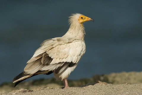 Egyptian Vulture (Neophron percnopterus), Oman