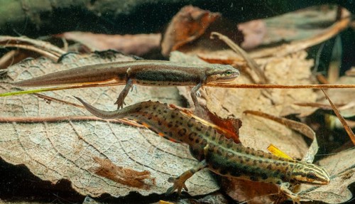 Lissotriton vulgaris meridionalis, Lissotriton vulgaris schreiberi, Schreiber's pond newt, smooth