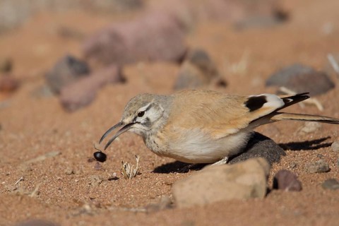 Greater Hoopoe-Lark (Alaemon alaudipes) female, Morocco