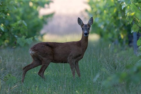 Deer, Ricke, Bitburg, Germany