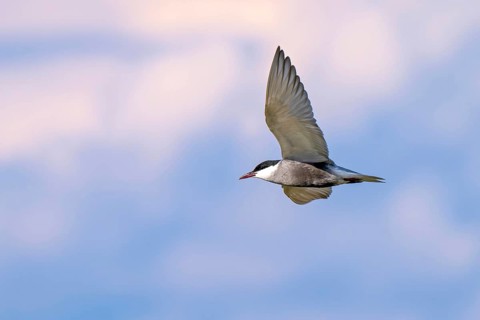 White-bearded tern (Chlidonias hybrida), in flight, Großwilfersdorf Nature Reserve,