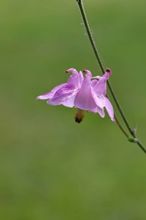Common columbine (Aquilegia vulgaris), pink flower at the edge of the wood, in spring, Wilnsdorf,