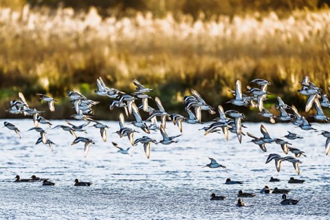 Black-tailed Godwits, Limosa limosa, birds in flight over marshes, Devon, England, United Kingdom
