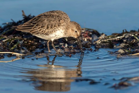 Dunlin (Calidris alpina) foraging on shoreline, Mecklenburg-Western Pomerania, Germany