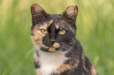 A cat wearing a spotted coat observes its surroundings in front of a field full of green grass. The