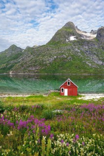 Flower meadow and red fisherman's hut on the shore, Rorbuer Hütte, picturesque fjord landscape at