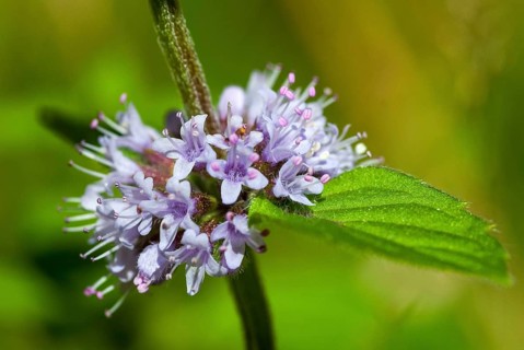 Field Mint, Grain Mint, Lamiaceae, Lamiaceae, Mint, Mentha Arvensis, Field Mint, Flora, Mint, Orn