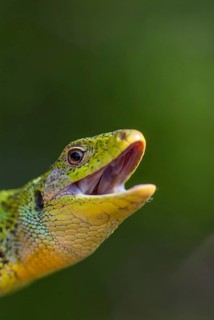 Balkan emerald lizard, Lacerta trilineata, giant spawn lizard, western giant sarad lizard,