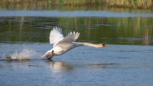 Mute swan (Cygnus olor), taking off from the water, Großwilfersdorf Nature Reserve,