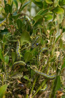 Box tree moth, boxwood moth, boxwood moth, cydalima perspectalis, moth, high size, portrait,