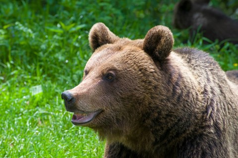 A brown bear in the grass, looking quite friendly, European brown bear (Ursus arctos arctos),