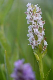 Dactylorhiza incarnata, flesh-colored orchid, orchidaceae, orchids, orchid family, stiff-leaved