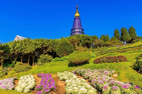 Colourful flower beds with bright purple and white ornamental cabbage flower-bed (Brassica