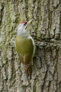 Grey-headed Woodpecker woodpecker, grey-faced woodpecker, grey-headed woodpecker, picus canus,