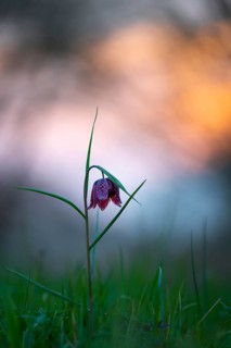 Snake's Head Fritillary (Fritillaria meleagris) at sunrise in a wet meadow in spring, Berne, Lower