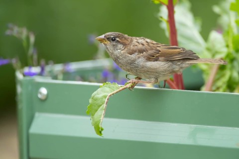 House sparrow (Passer domesticus) adult female bird on a garden Swiss chard vegetable plant leaf,
