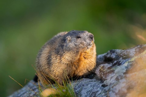 Alpine marmot (Marmota marmota) in autumn, Grossglockner, High Tauern National Park, Austria