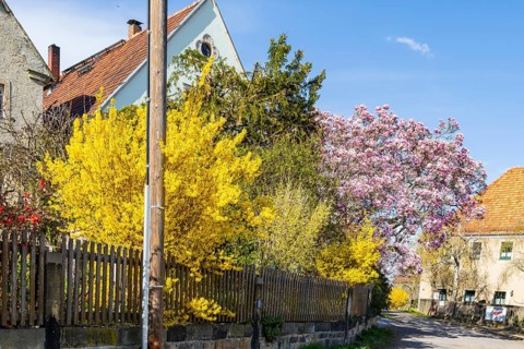 Blooming trees at old farmsteads on the village square in Rippien in the Eastern Ore Mountains,