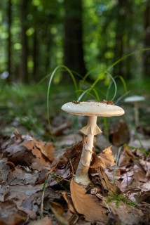 Amanita citrina, amanita mapa, delicate amanita, false death cap, yellow bulbous mushroom, yellow