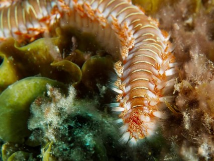 Close-up of a bristle worm, the fire bristle worm (Hermodice carunculata), amongst seaweed, dive