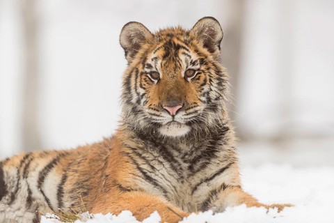 One young Siberian Tiger, Panthera tigris altaica, resting on a snowy meadow with dense fog in the