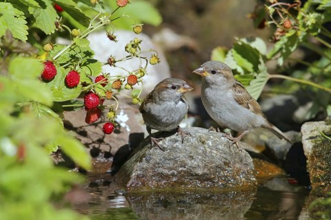 House Sparrow (Passer domesticus) juveniles, Mecklenburg-Western, Pomerania, Germany
