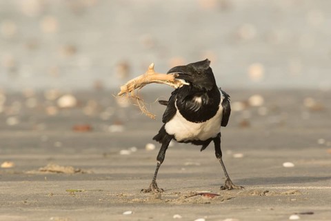 Pied Crow (Corvus albus), Gambia