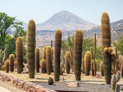 Cactuses in botanic garden, Parque Quilapilún de Anglo American, Región Metropolitana, Chile