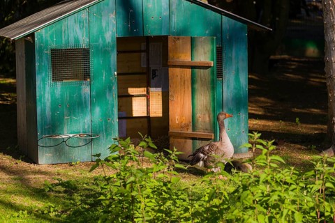 One adult greylag goose, Anser anser, stands with one chick in front of a small green colored