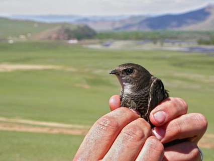 Pazifiksegler (Apus pacificus) in the hand at ringing, Mongolia