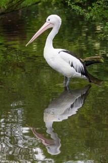 Australian Pelican (Pelecanus conspicillatus), adult bird with its reflection, standing in water,