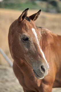 Horse head, coat disorder, summer mange