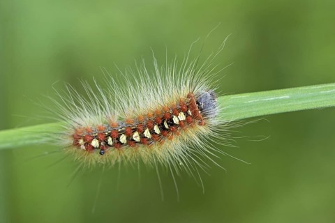 Poplar moth, (Leucoma salicis), owl moth, caterpillar, moth, butterfly, macro, insect, animals,