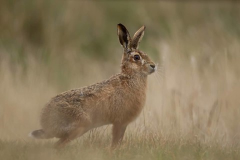 European brown hare (Lepus europaeus) adult animal standing in grassland in spring England, United