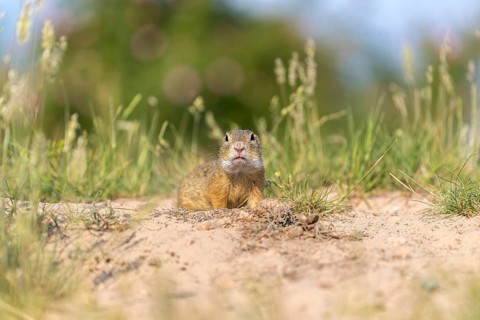 European ground squirrel (Spermophilus citellus) or European souslik sitting on sand and in tall