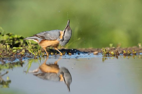 Eurasian Nuthatch (Sitta europaea) drinking, Aosta Valley, Italy