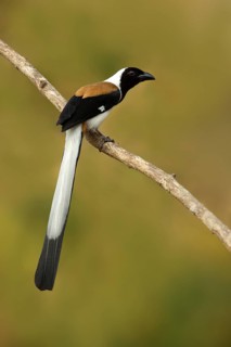 White-bellied Treepie (Dendrocitta leucogastra) perched on a branch, Kerala, India