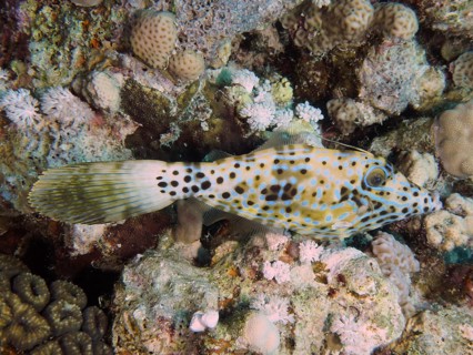 A fish with a spotted pattern, the script filefish (Aluterus scriptus), camouflaged in a coral reef