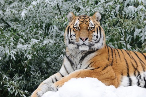 A majestic tiger resting in the snow, surrounded by winter nature, Siberian tiger (Panthera tigris