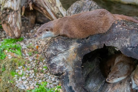 One Eurasian otter (Lutra lutra) resting resting in a hollow log, a second one resting on top