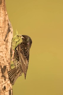 Common Starling (Sturnus vulgaris) at nest hole with nesting material in beak, Serbia