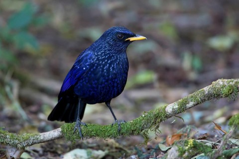 Blue Whistling Thrush (Myophonus caeruleus), Thailand