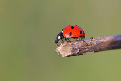 Seven-spot ladybird (Coccinella septempunctata), on a branch, close-up, Wilnsdorf, North