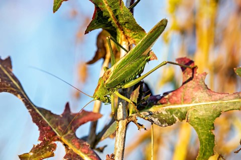 A grasshopper is perched on a leaf with autumnal colours: the Great green bush cricket near