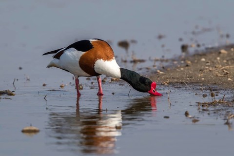 Common Shelduck (Tadorna tadorna) male foraging, Mecklenburg-Western Pomerania, Germany