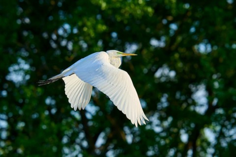 Great Egret (Ardea alba), fly, spring, Wakodahatchee Wetlands, Delray Beach, Florida, USA
