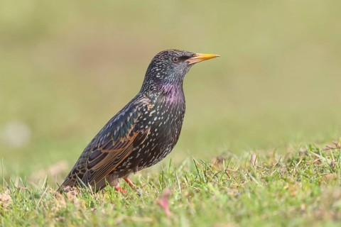 Starlings (Sturnus vulgaris), adult garden bird, foraging in a meadow, nature reserve on the Rhine,